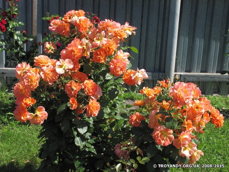 Вестерленд роза плетистая фото и описание